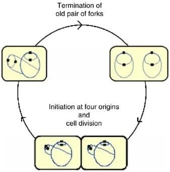 Cell division in E. coli